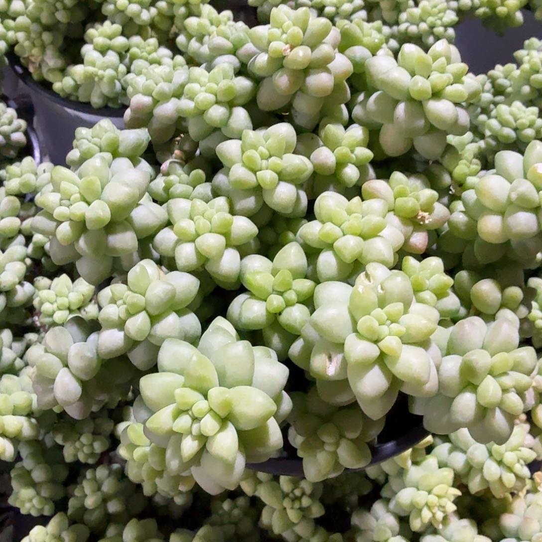 玉坠多肉植物精品