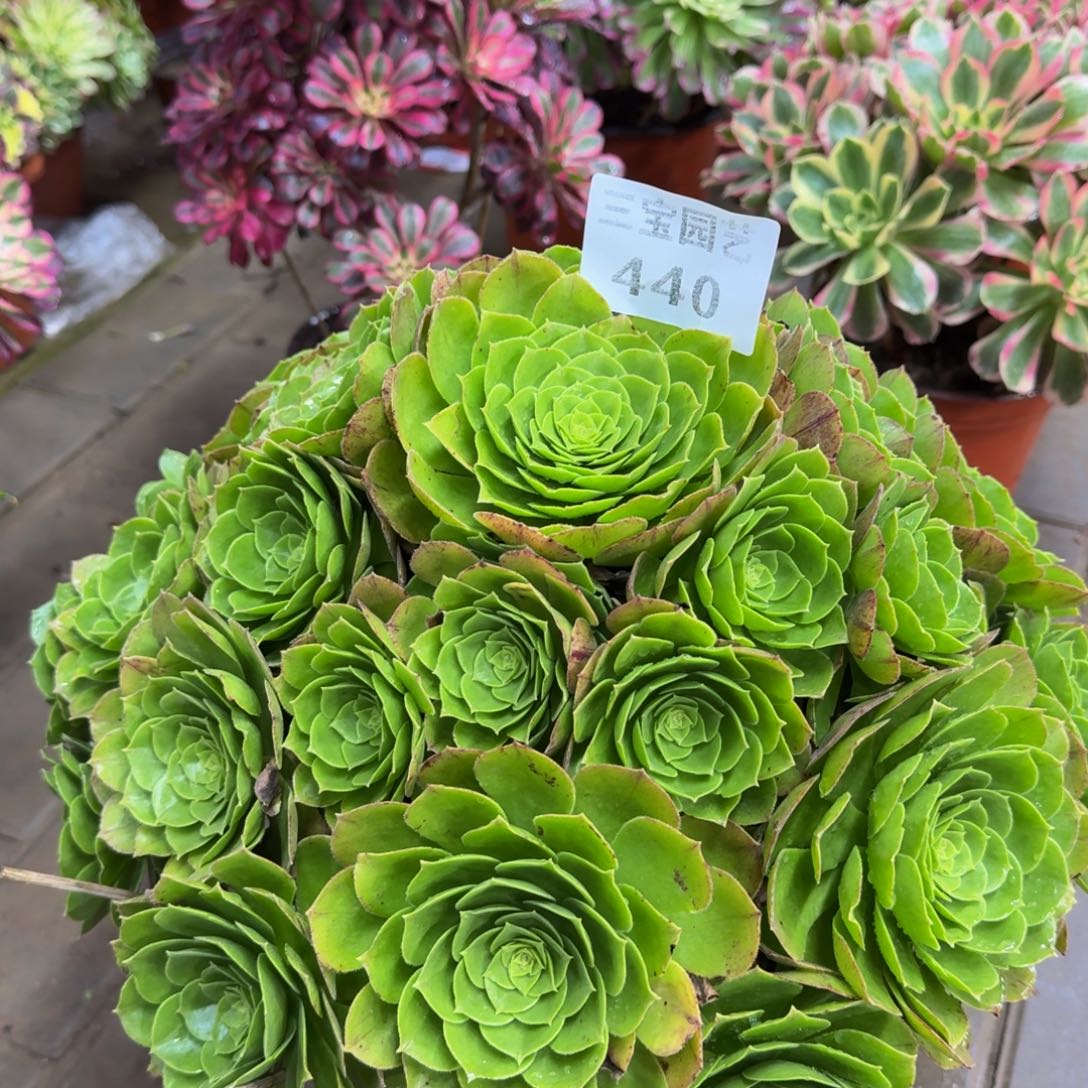 马*多肉植物440紫罗兰