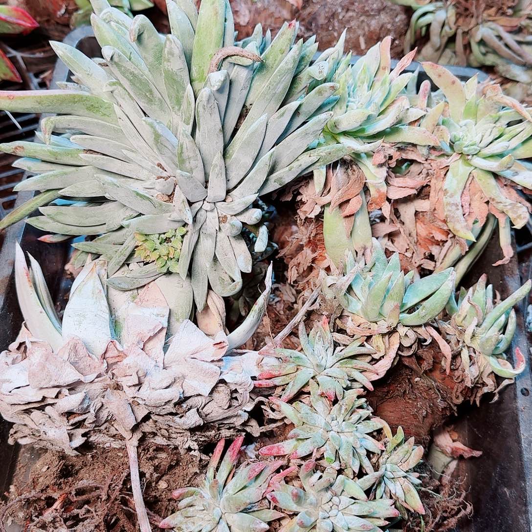 9449瑕疵框拍不售后