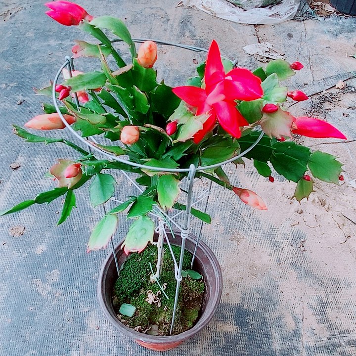 晴***天完全开放叶下嫁接一物一拍