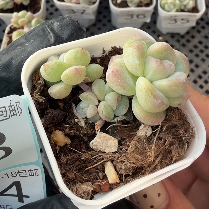 42 号到手1框江一中物一拍