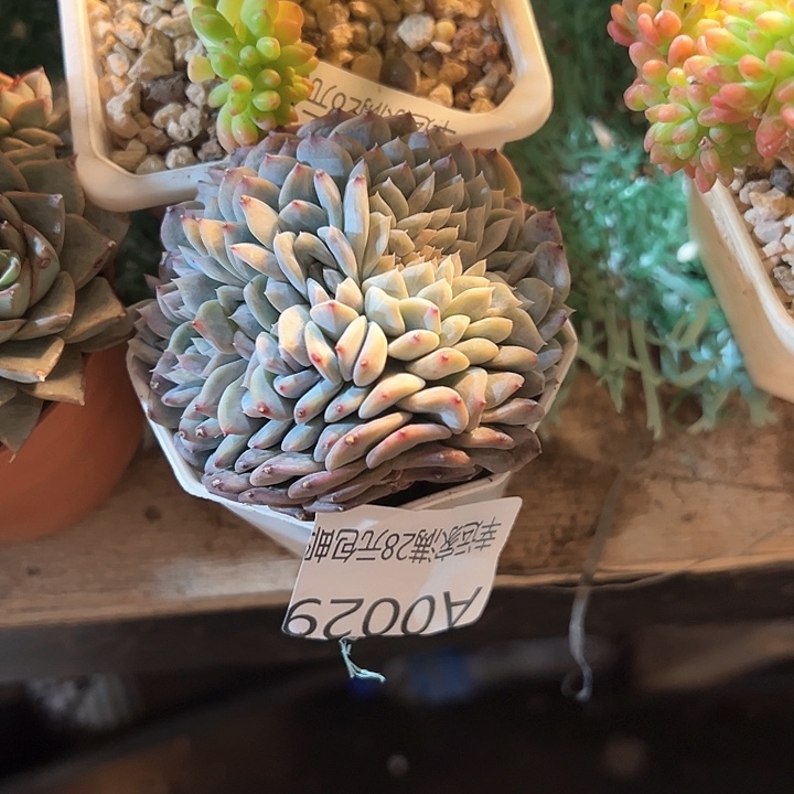 幸运的是我的朋友们