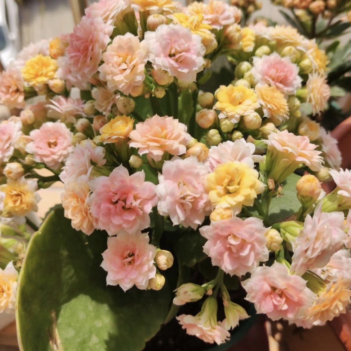 〖水果糖〗110盆长寿花