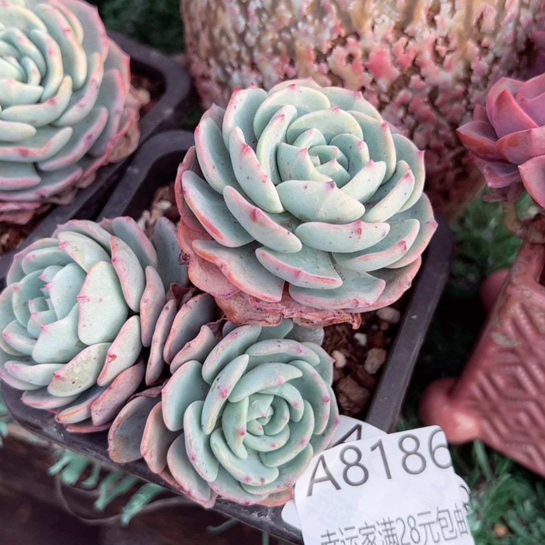 幸运的是我的朋友