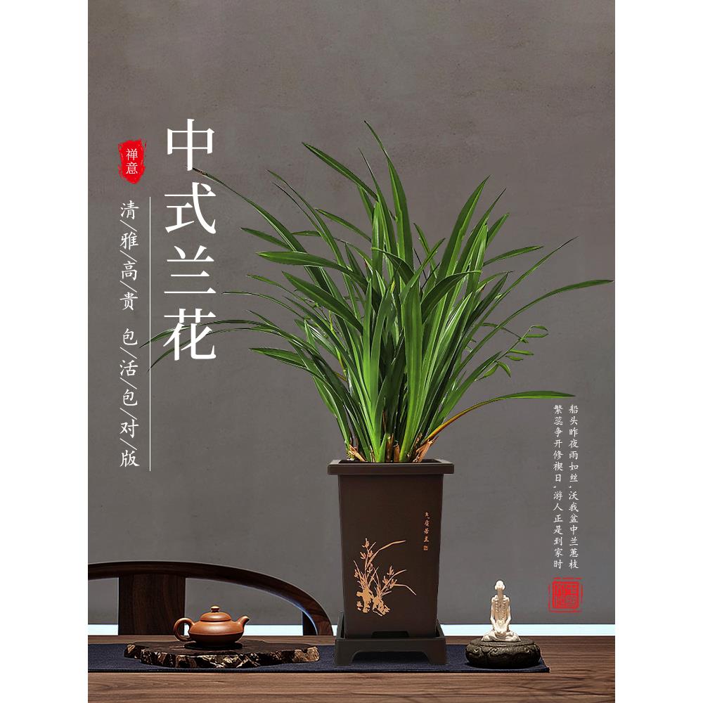 墨兰兰花苗盆栽带花苞发货精品名贵花卉绿植物室内四季好养活企黑