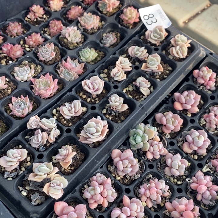 83 多肉植物盆栽花卉