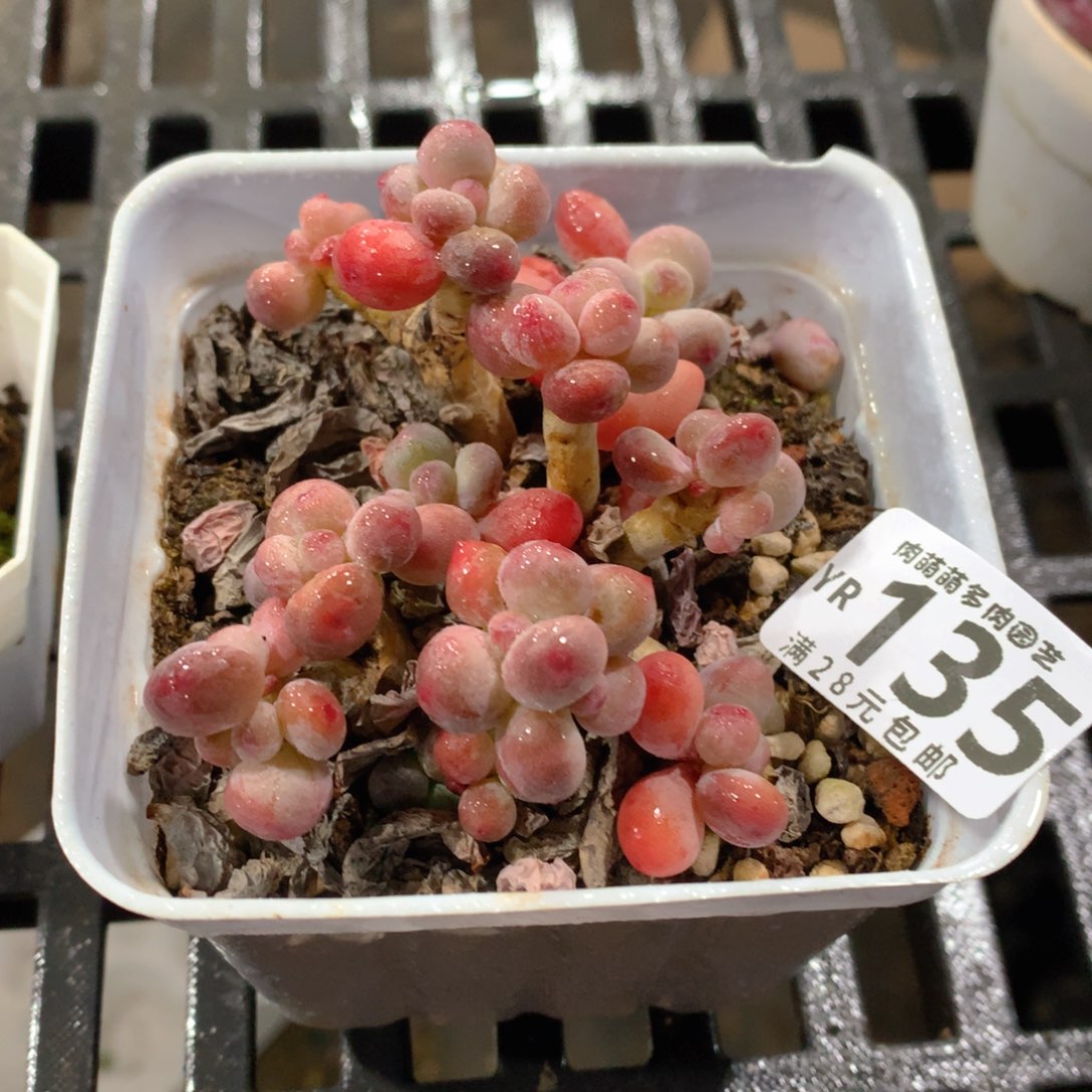 肉萌萌拇指盆精控多肉YR135