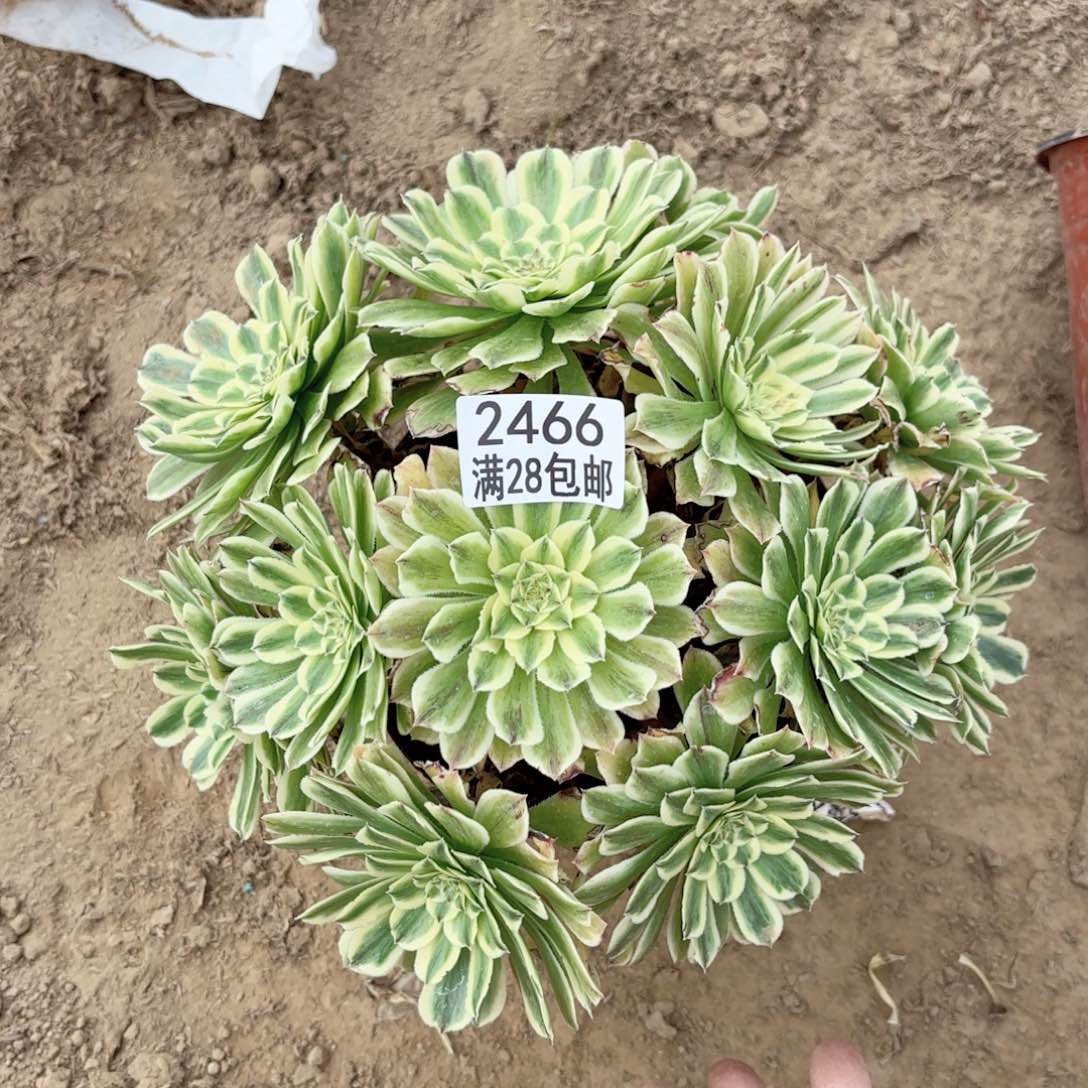 2466碧浪多肉11111