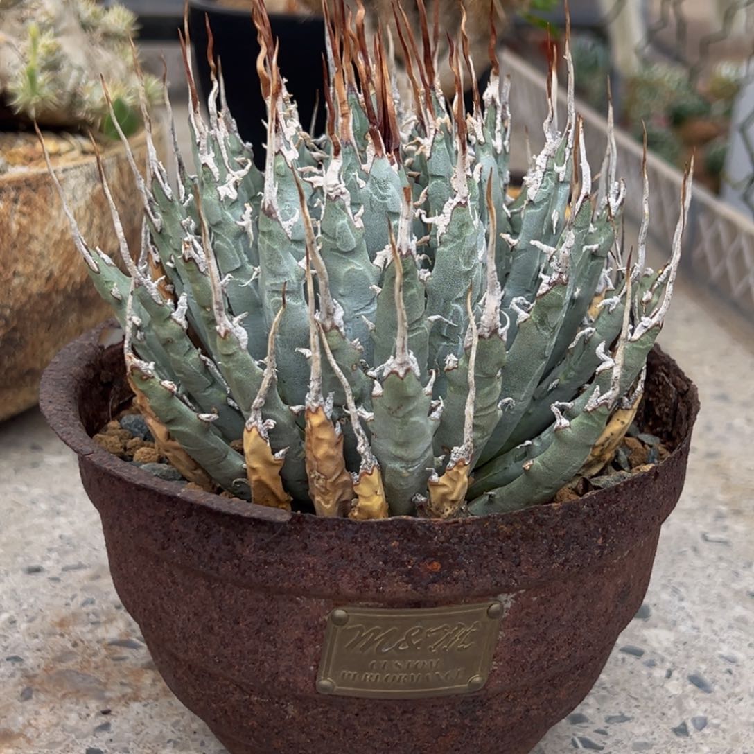 曲刺妖炎多年实生