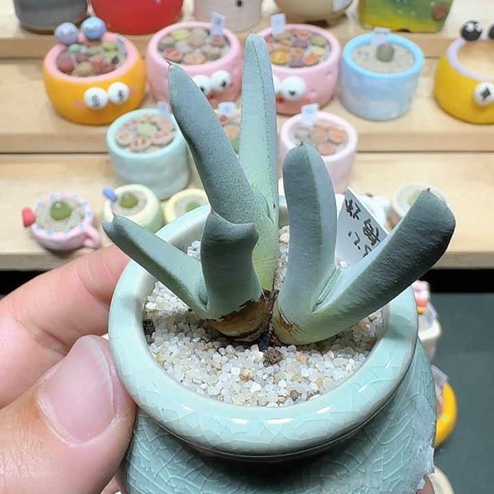 红陶蘑菇655虾钳