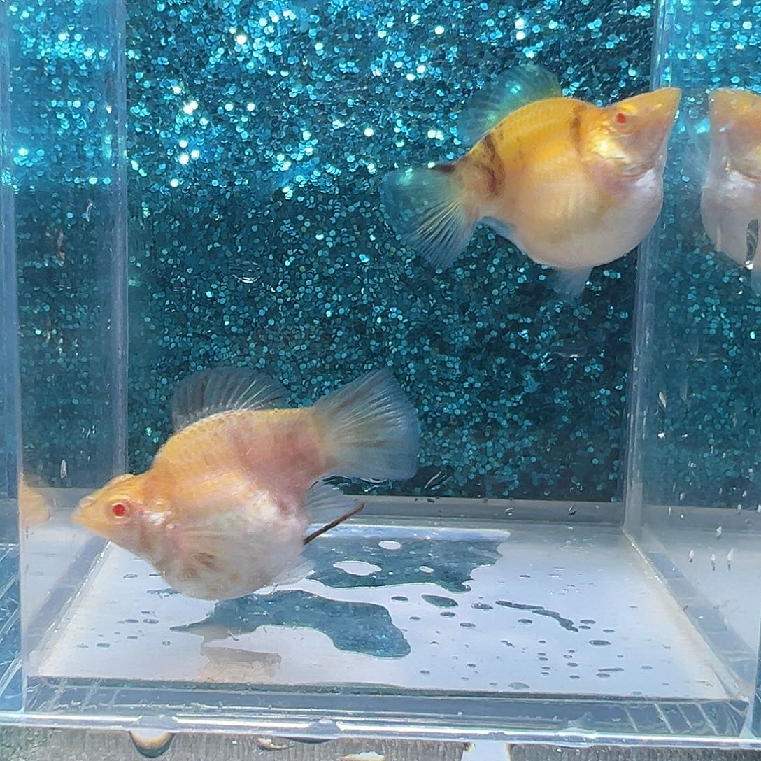 孔雀鱼可可大理石2母0006