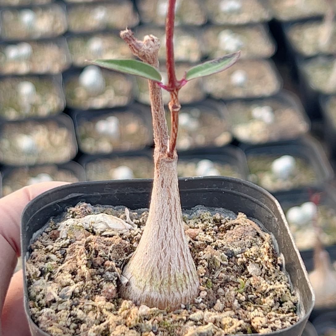 实生 紫背罗摩块根