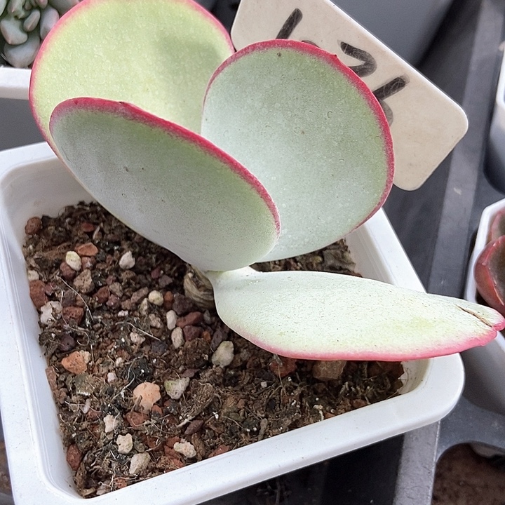 多肉植物白眉1036多肉