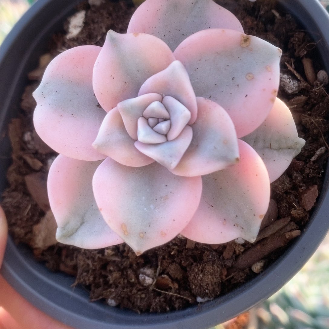 268锦锦锦锦锦锦锦锦