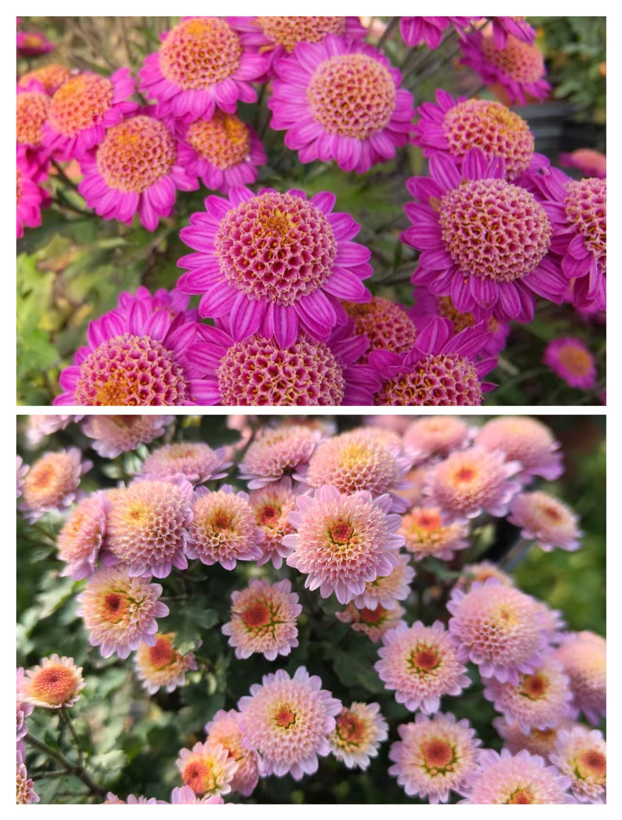 【不老松托贵菊】四季菊月月菊  盆栽地栽阳台均可种植  土球发货