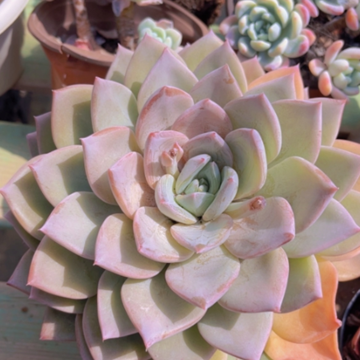 【闪购商品】德国香槟杂2680