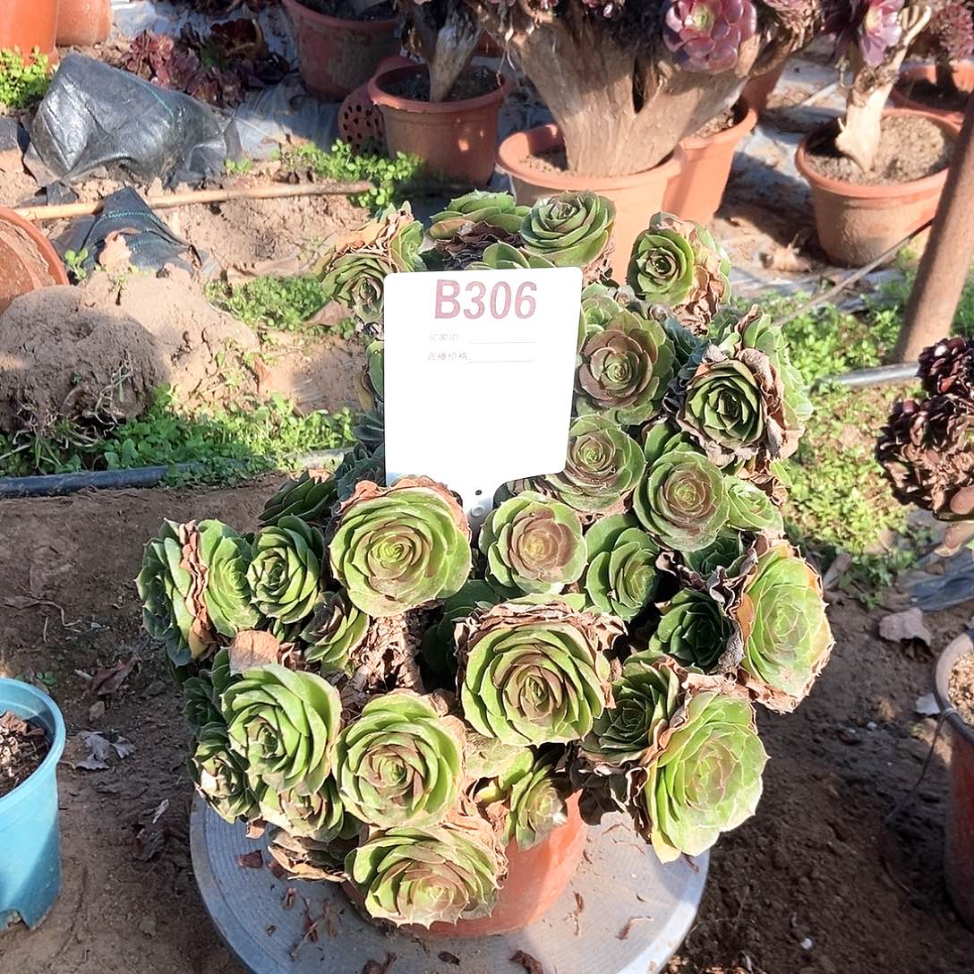 完***美B308万圣节干伤处理