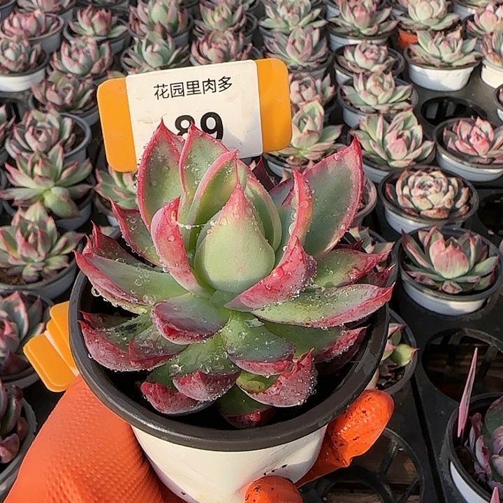 89 惊鸿仙子多肉植物6-9cm