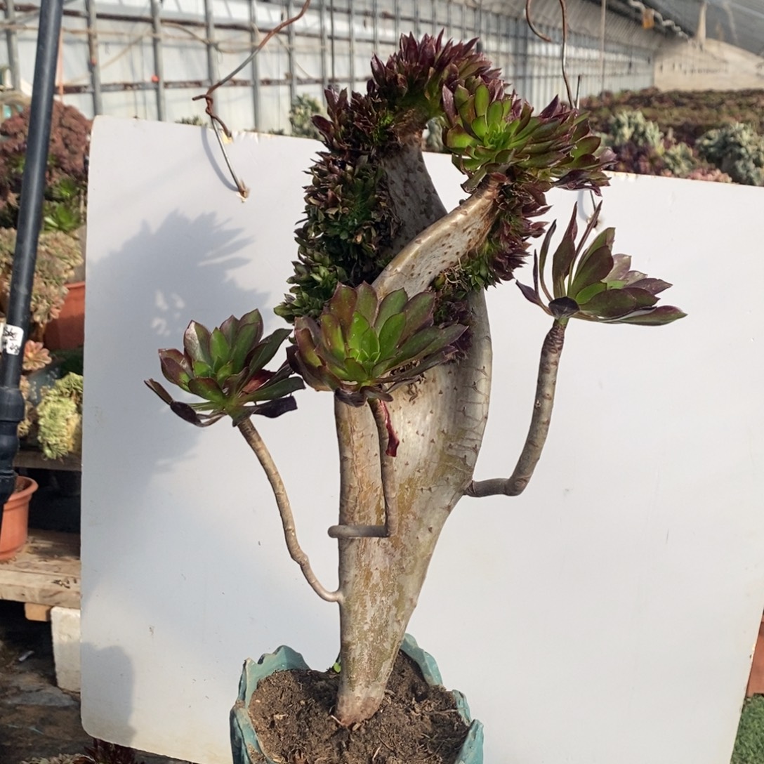 邓***。不开花植物1262号黑法师缀化1颗