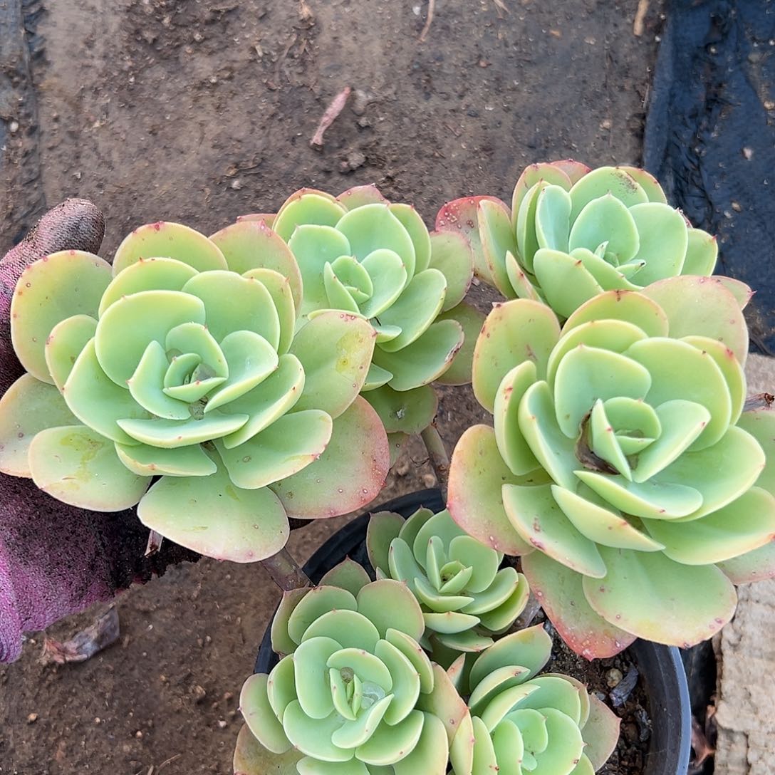 多肉哦哦哦哦哦哦我在