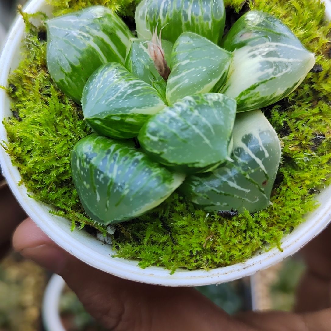 24日月潭锦实生 5.8厘米左右一物一拍带盆