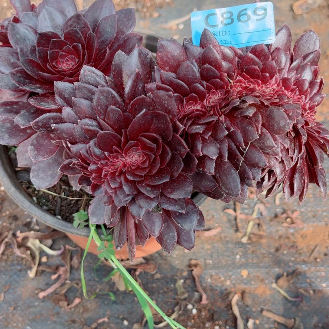 多肉植物869花花公子