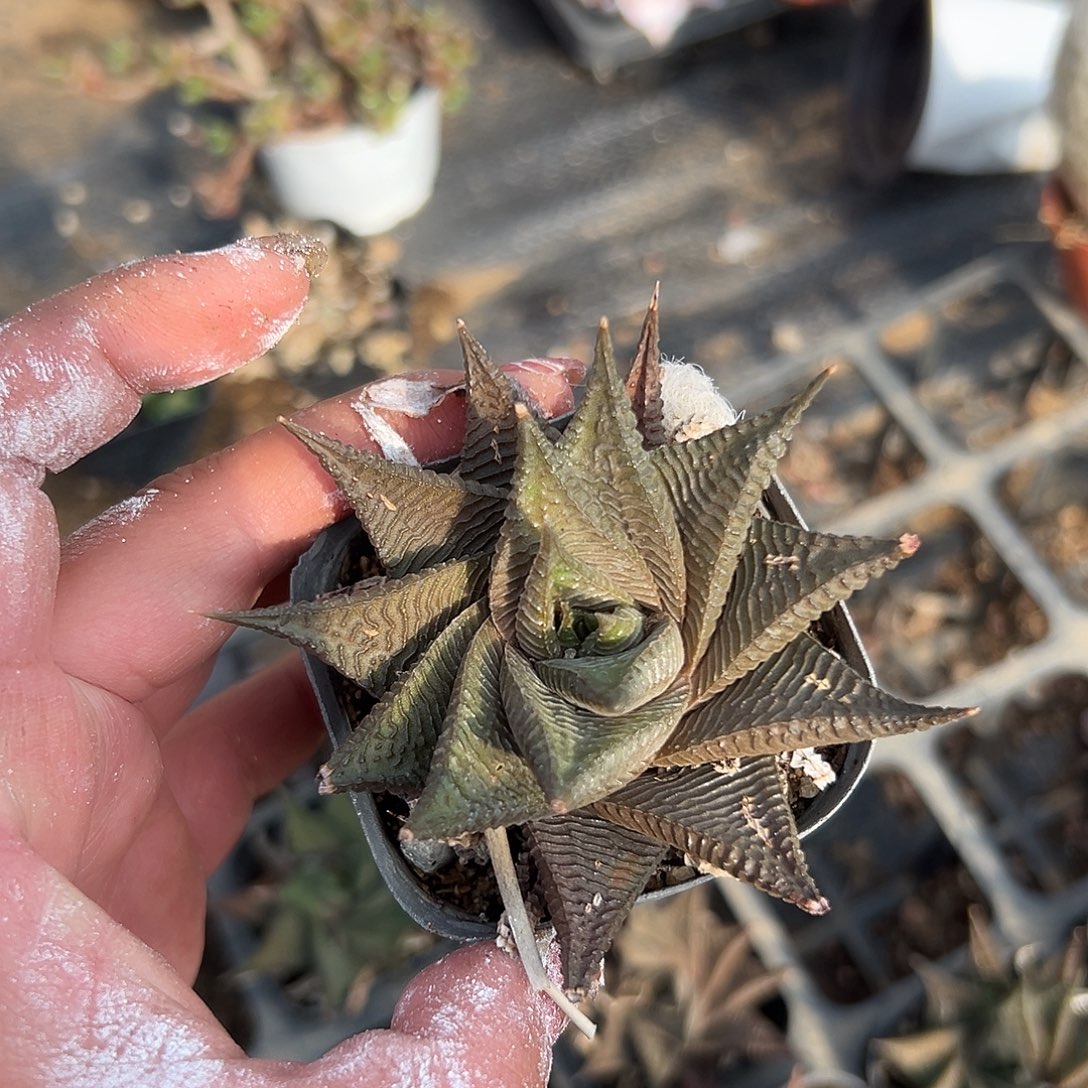 多肉植物琉璃殿单头