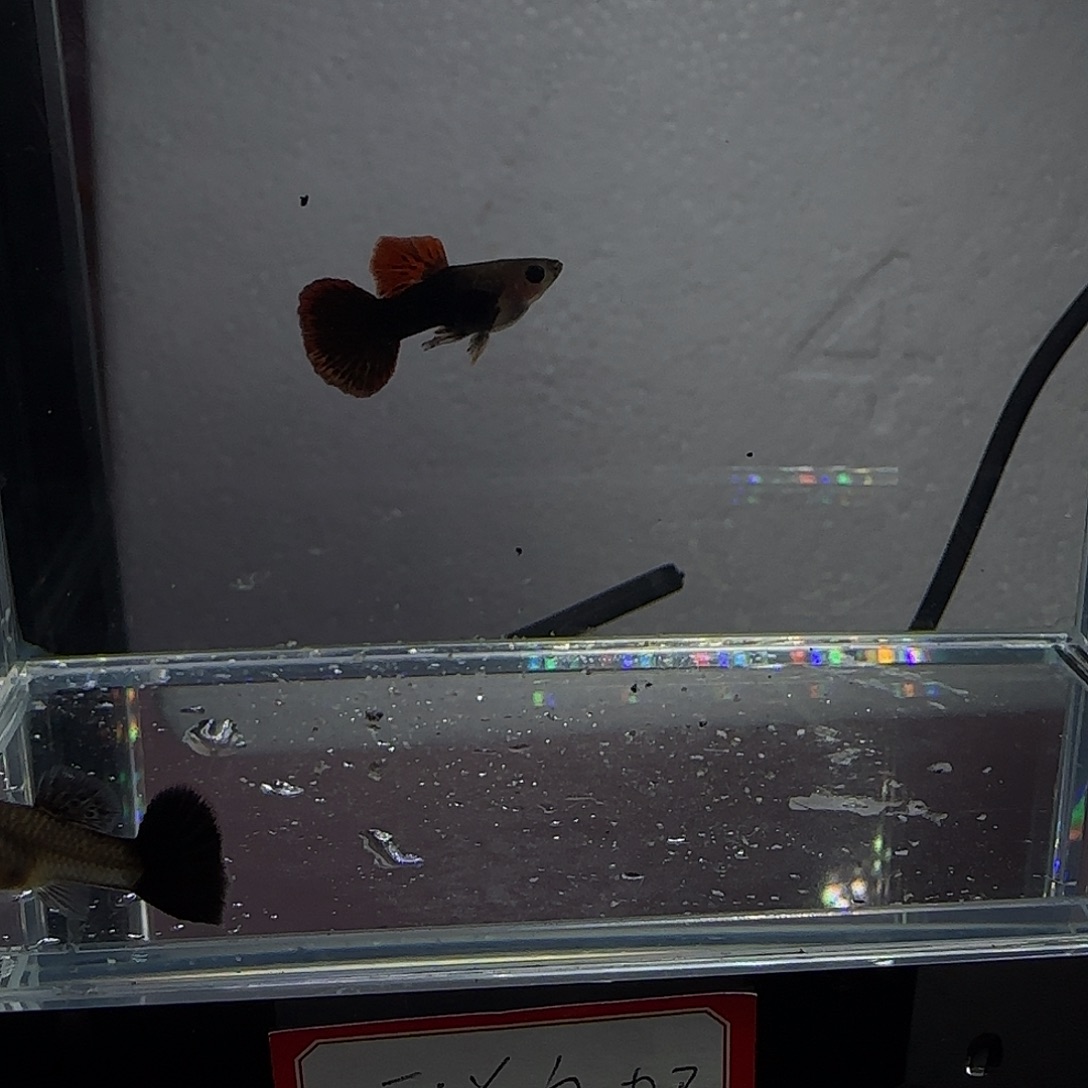 孔雀鱼红龙玻璃猫一对