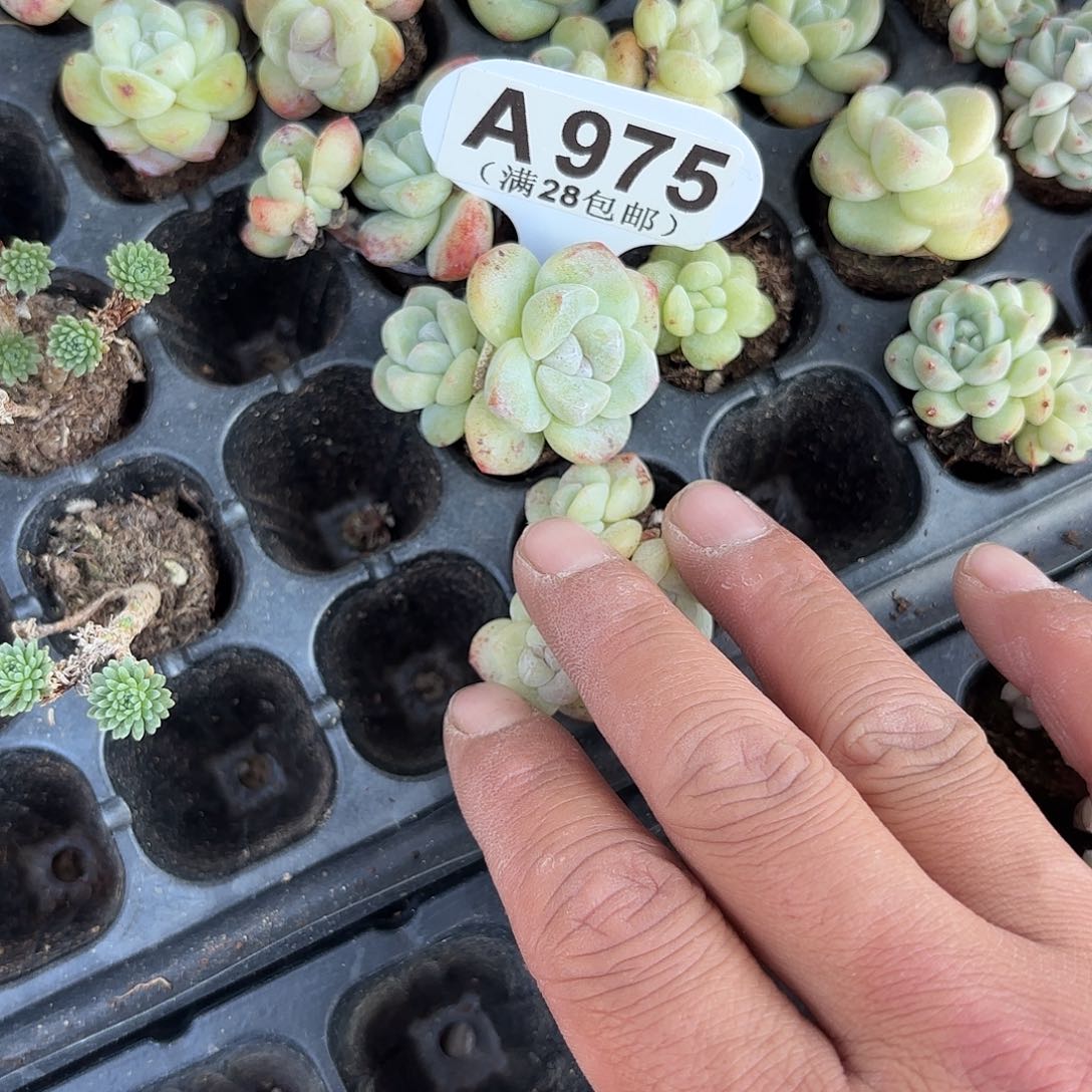 A975双头冰玉石化一物一拍