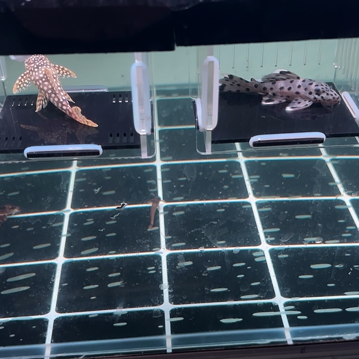 海***浪清道夫鱼1-026老鼠斑和达摩