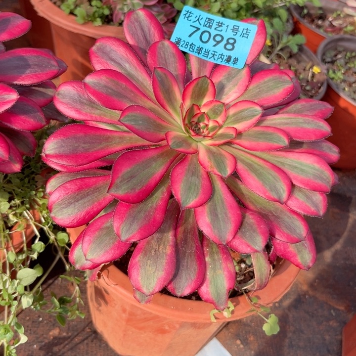 香奈儿7098多肉植物