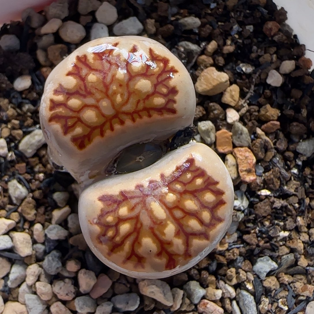 红窗菊多肉植物百科