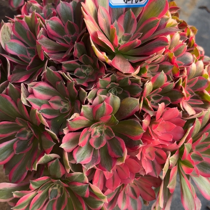 少女多肉法师不包损62