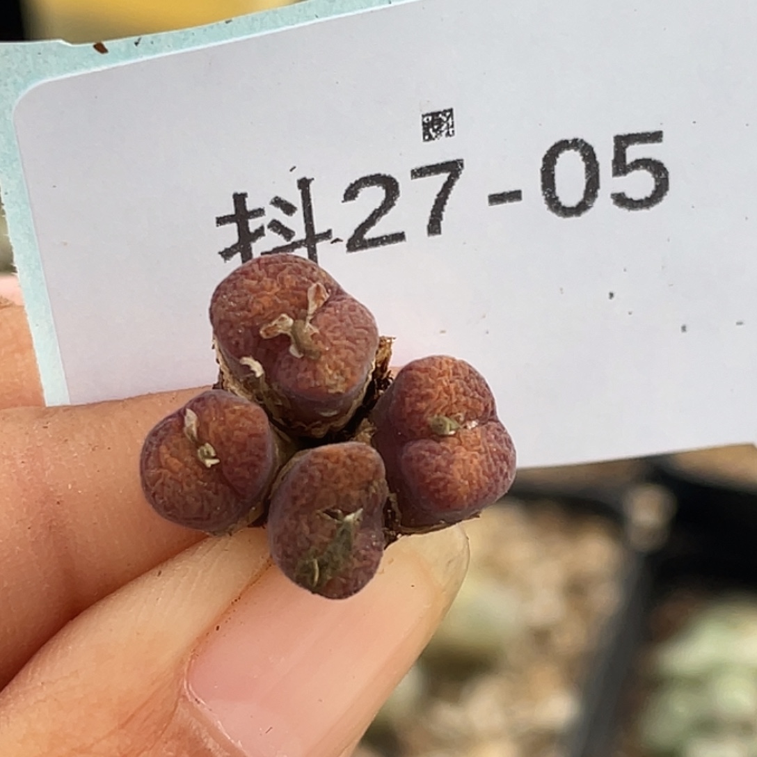 27-5肉锥多肉植物