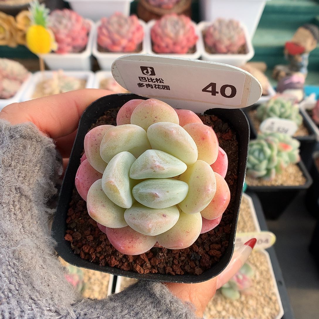 40冰宝宝石化多肉植物