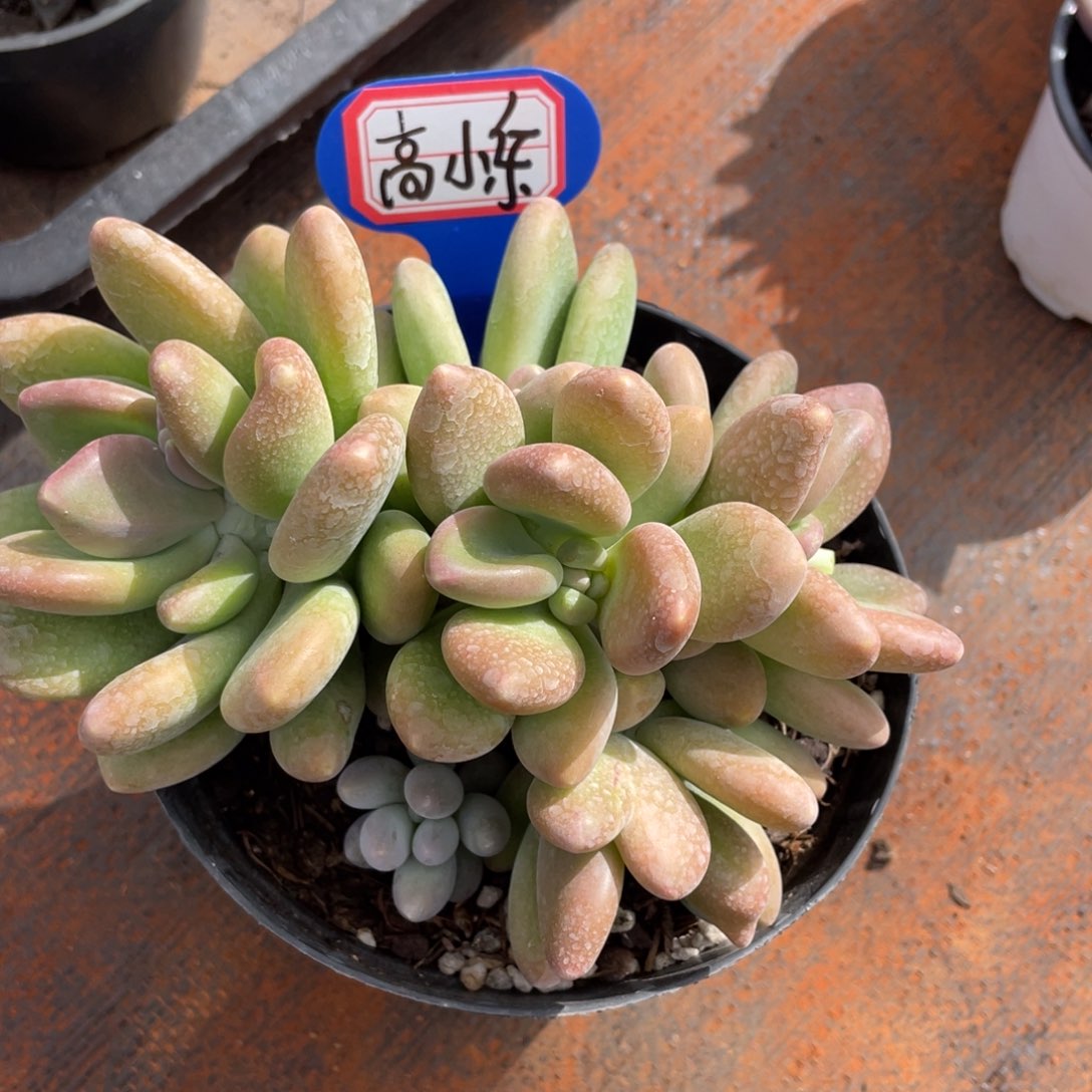 高*乐姐姐说她真的有