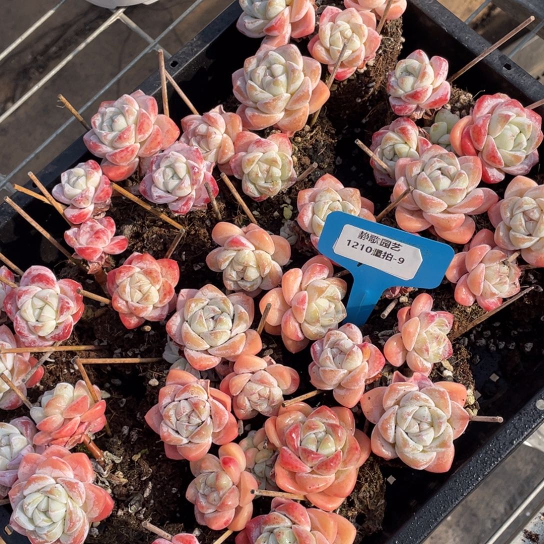 1210-9-樱花冰玉高桩群生一颗