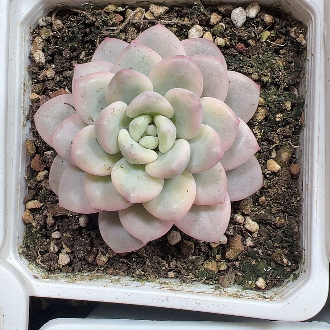 白马香水锦多肉植物