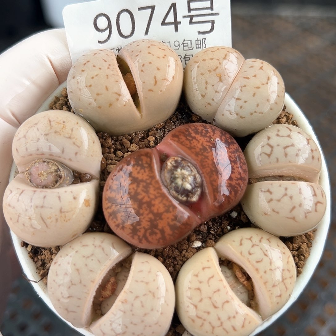 好养易活生石花大母本9074