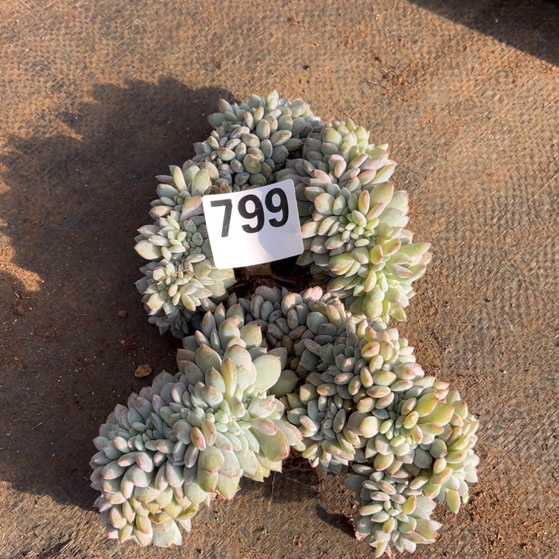 799号  瑕疵  新疆西藏内蒙古不包邮