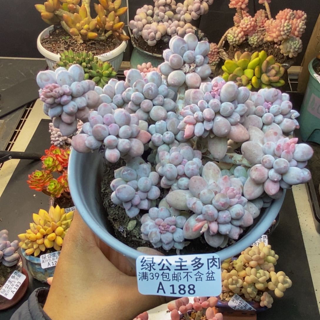 188香水手指奶多肉10c m