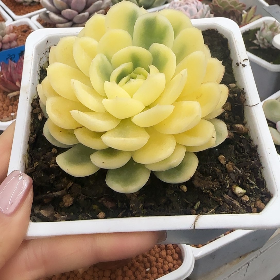 草莓冰锦多肉植物