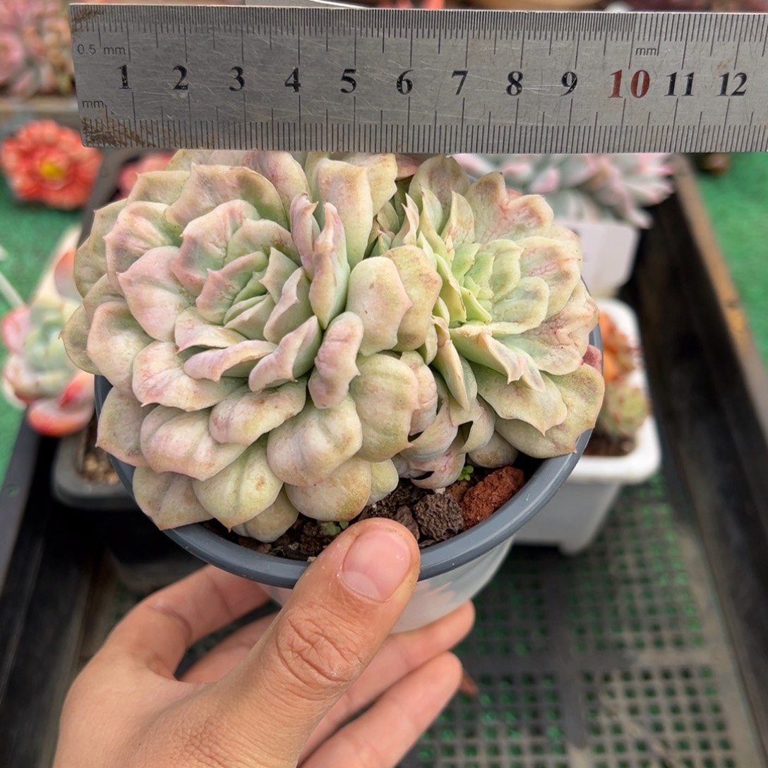 表妹精品多肉植物136