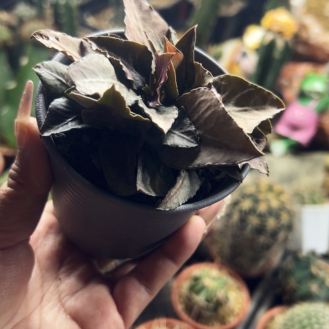 彩叶麒麟仙人球111111111