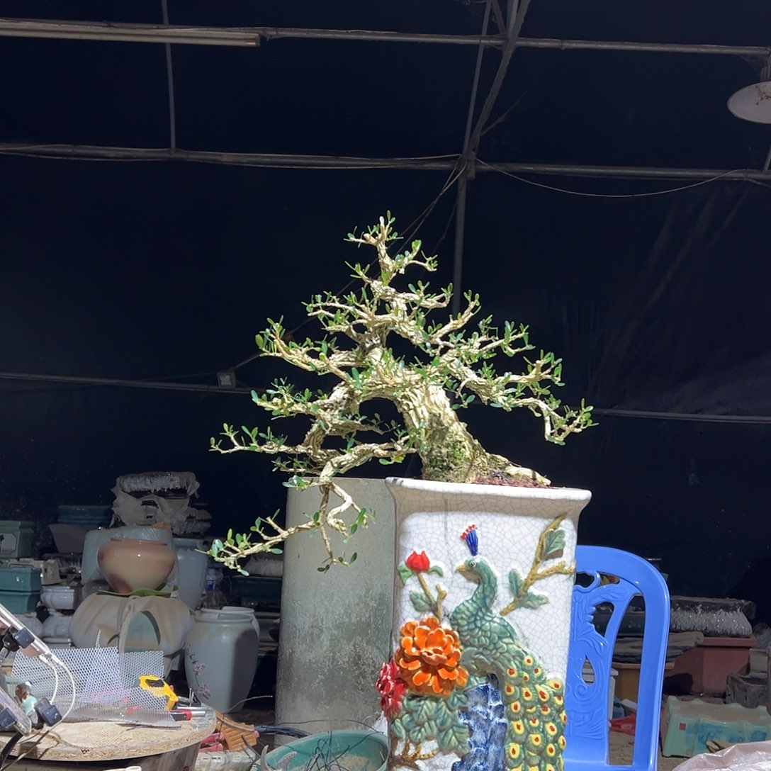 无花朵广东雀舌黄杨盆景