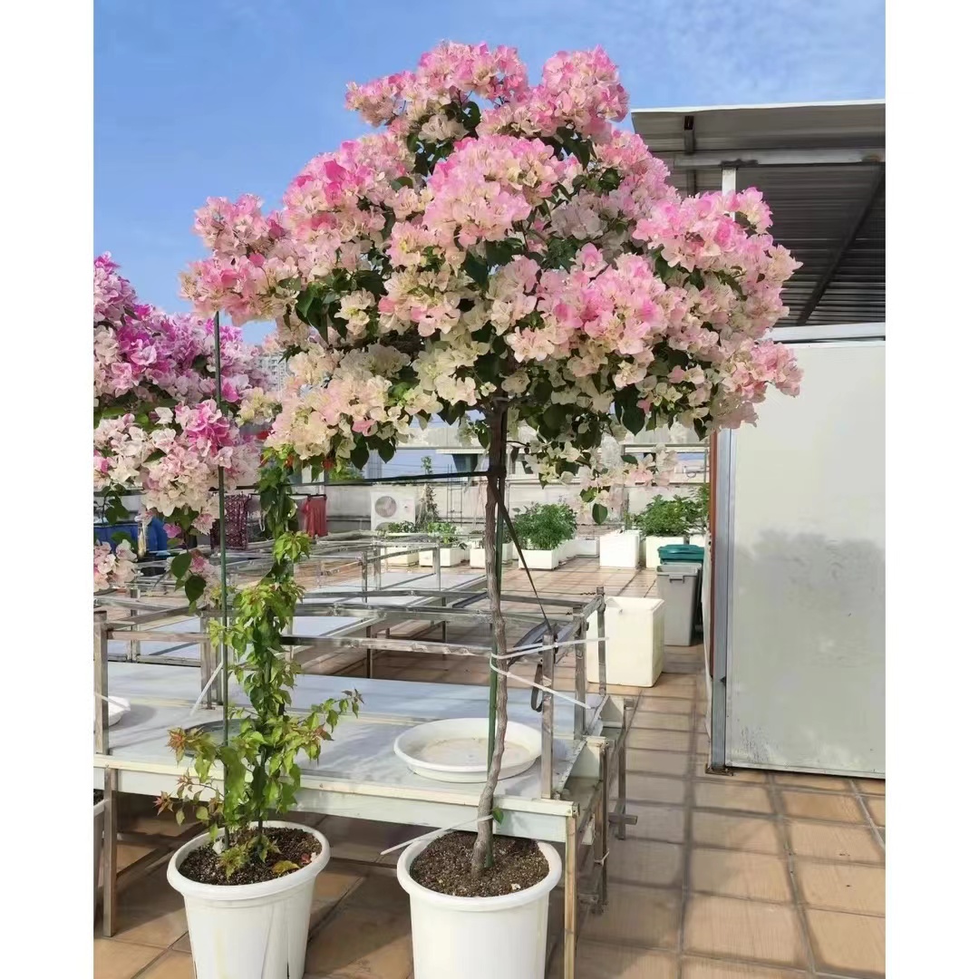 【一物一拍】棒棒糖造型三角梅带花带花苞原盆原土发货