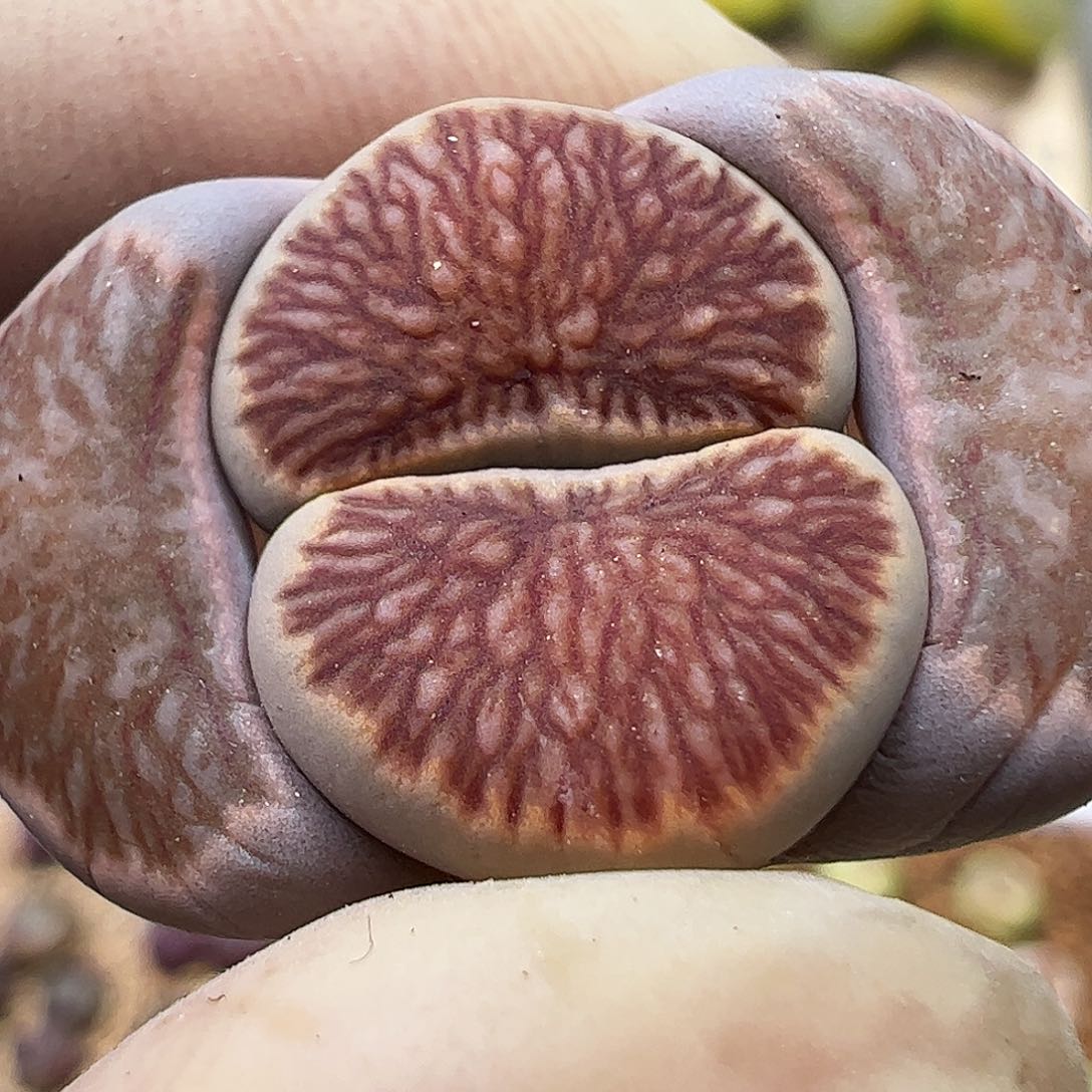 一颗包邮…………………………………