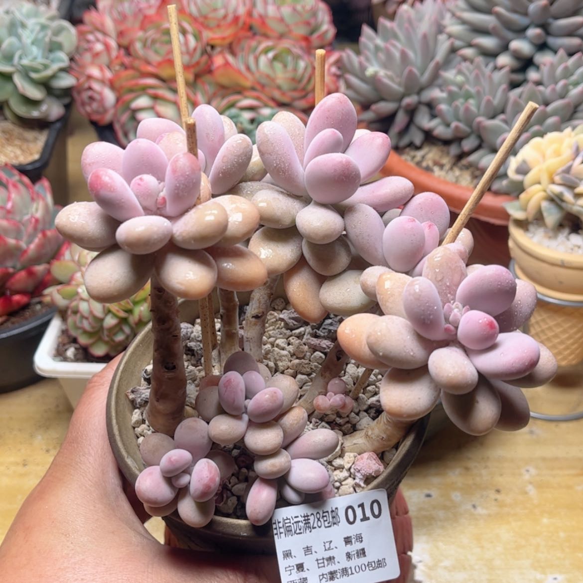 【闪购商品】010桃蛋