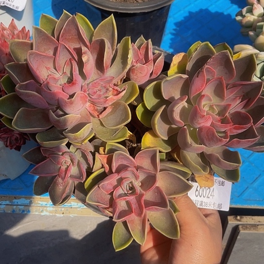 高*妞琼斯60024多肉