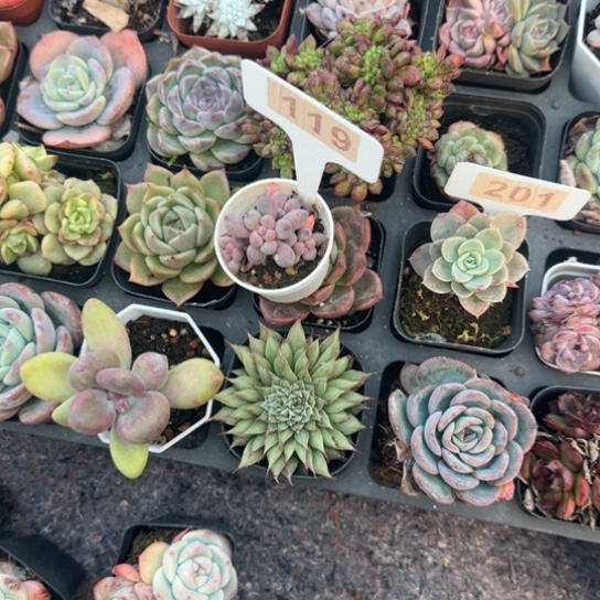 动***娴119 多肉植物多肉植物